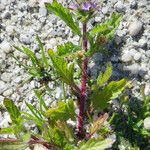 Verbena bracteata 其他