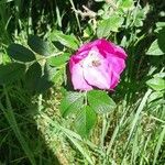 Rosa caninaBlomst