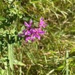 Lythrum virgatum花