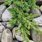 Juniperus procumbens List