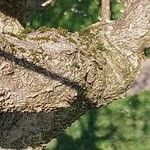 Celastrus scandens പുറംതൊലി