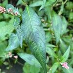 Polygonum persicaria Φύλλο