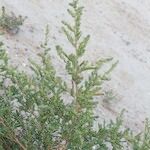Bassia hyssopifolia 形态