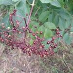 Sambucus canadensisFrugt