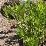 Amsonia ciliata Buveinė