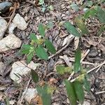 Euphorbia hyssopifolia पत्ता