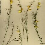 Kickxia scoparia Mosusu