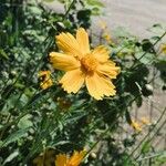 Coreopsis lanceolataÕis