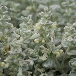 Stachys candida Blomst