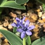 Hyacinthoides lingulata Цветок