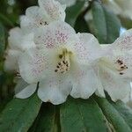 Rhododendron irroratum