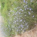 Cichorium spinosum फूल