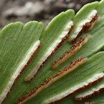 Asplenium stuhlmannii Leaf