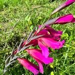 Gladiolus × byzantinus Blomst