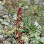 Rumex bucephalophorus Blüte