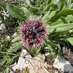 Solenanthus stamineus Цветок