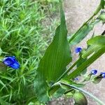 Commelina tuberosa পাতা