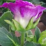 Sinningia speciosa Flor