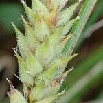 Carex hirta Fruto