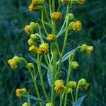 Senecio bigelovii Flor