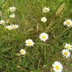 Leucanthemum vulgareVirág