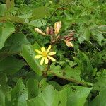 Clappertonia polyandra Flower