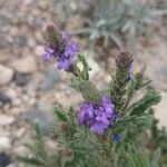 Verbena canescens Elinympäristö