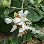 Barleria albostellata फूल