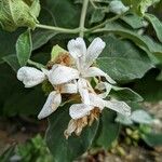 Barleria albostellata Květ