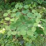 Euphorbia dulcis Leaf