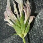 Trifolium clypeatum Blodyn