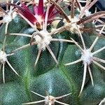 Ferocactus fordii Liść