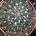 Eriosyce crispa Hábito