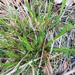 Carex umbrosa पत्ता