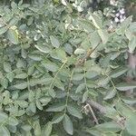 Fraxinus dimorpha Hoja
