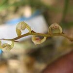 Bulbophyllum calyptratum Kwiat