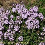 Thymus longicaulis 花
