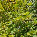 Ribes nigrum Hábito