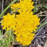 Eriophyllum confertiflorum Квітка