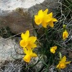 Narcissus assoanus Blomst