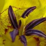 Calochortus clavatus Flower