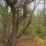 Colophospermum mopane Bark