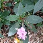 Impatiens wallerianaList