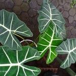 Alocasia micholitziana Leaf