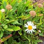 Argyranthemum thalassophilum Flower