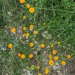 Leucanthemum virgatum 花