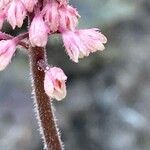 Tiarella cordifolia Flor