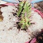 Euphorbia ferox その他の提案