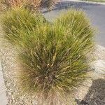 Lomandra longifolia Hoja
