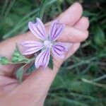 Malva multiflora Květ